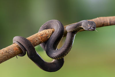 Close-up of lizard on branch