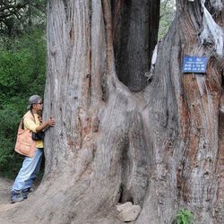 Men on tree trunk