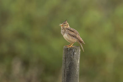 Close-up of bird perching on wooden post