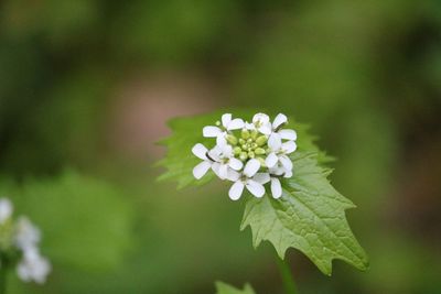 Close-up of white flowering plant