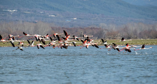 Birds flying over lake