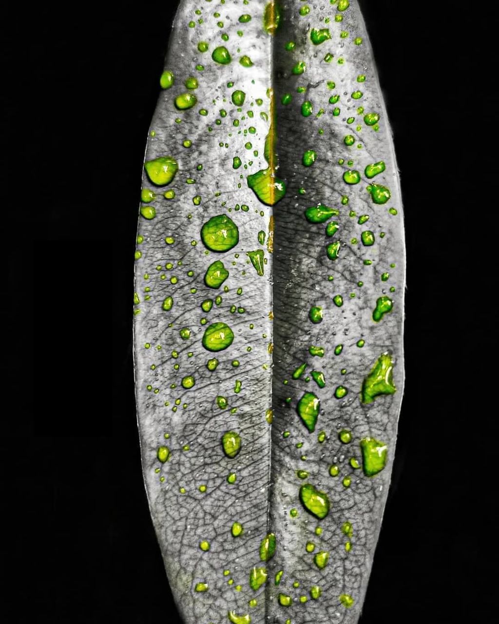 CLOSE-UP OF LEAF ON BLACK BACKGROUND