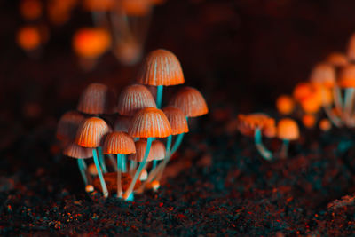 Close-up of mushrooms growing on field