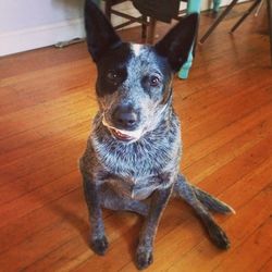 Portrait of a dog on floor