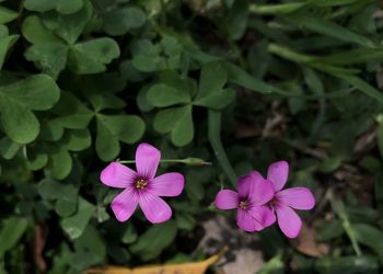 Close-up of pink flowering plant