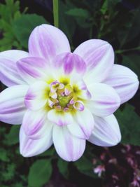 Close-up of pink flower blooming outdoors