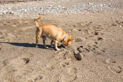 Lion standing on beach