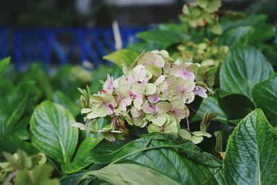 Close-up of flowers blooming outdoors