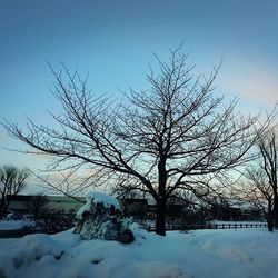 Snow covered trees on field