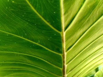 Full frame shot of green leaves