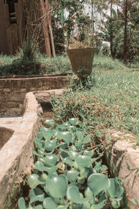 Potted plants in backyard
