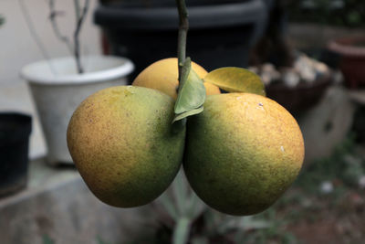 Close-up of fruit 