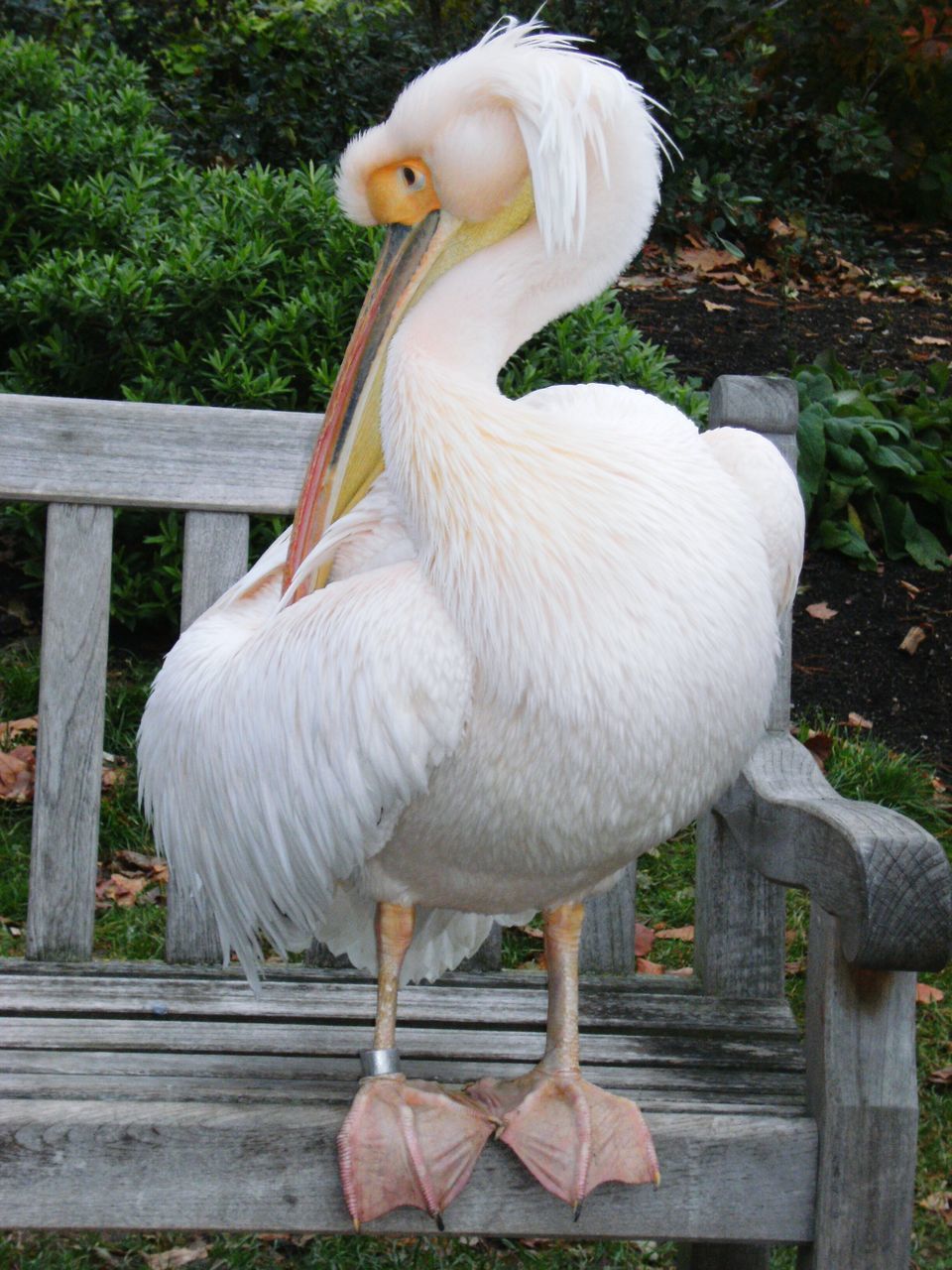 one animal, animal themes, bird, full length, nature, day, beak, animals in the wild, pelican, outdoors, no people, close-up, swan, beauty in nature