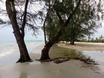 Trees on beach against sky