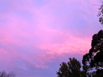 Low angle view of silhouette tree against sky at sunset