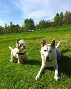 View of a dog on field