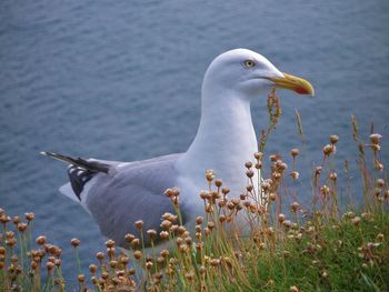 Close-up of seagull perching on a sea