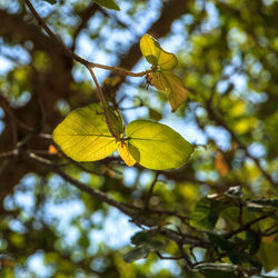 Low angle view of fruit on tree