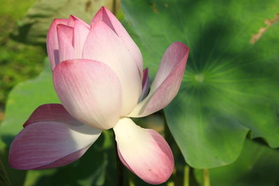 Close-up of pink lily