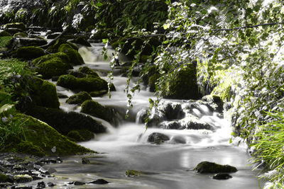 View of river along trees