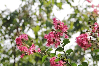 Close-up of pink flowering plant