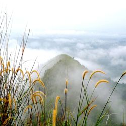 Close-up of grass by sea against sky