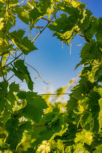 Low angle view of leaves on tree against sky