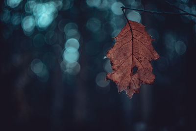 Close-up of dry maple leaves against blurred background