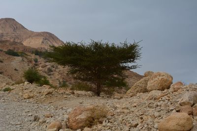 Scenic view of tree mountain against sky