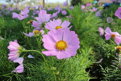 Close-up of purple flowering plants on field