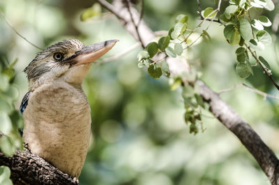 Close-up of bird perching on tree