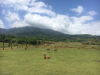 Sheep grazing on field against sky