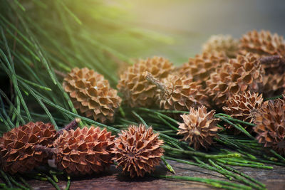 Close-up of succulent plant