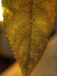 Close-up of autumnal leaf