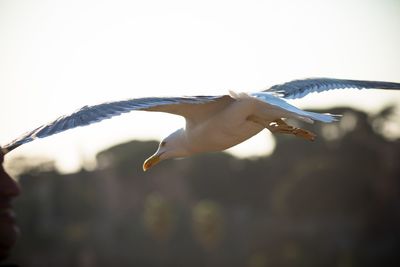 Close-up of seagull flying