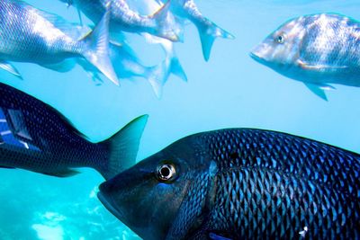 Close-up of fish underwater