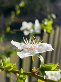 Close-up of white flowering plant