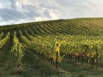 Scenic view of vineyard against sky