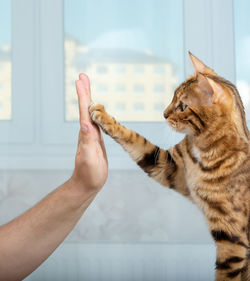 The bengal shorthair cat raises its paw and gives the person a five indoors. pet training