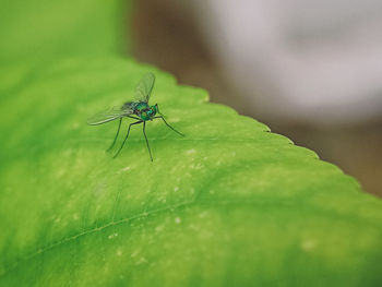 Close-up of insect on leaf