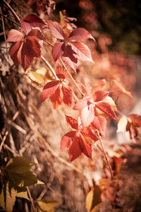 Close-up of red maple leaves on tree