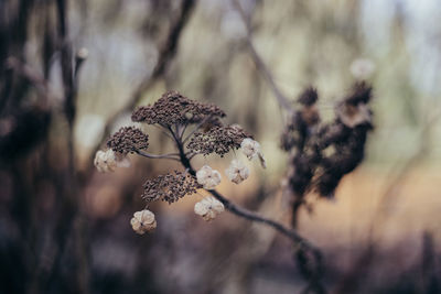 Close-up of plant against blurred background