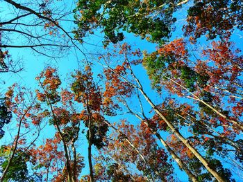 Low angle view of trees against sky