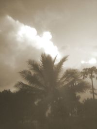 Low angle view of silhouette trees against sky