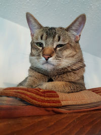 Close-up portrait of cat sitting