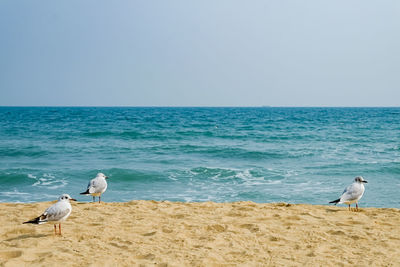 Seagulls walk in the sand on the sea