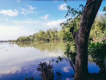 Trees by lake against sky