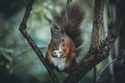 Close-up of squirrel on tree