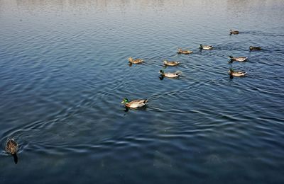 High angle view of seagulls in lake