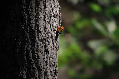 Close-up of ladybug on tree trunk